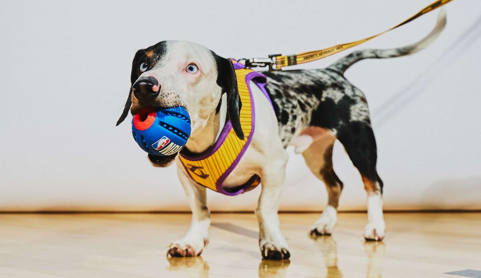 Adoção: Dicas para receber os pets em casa Lorena Bueri