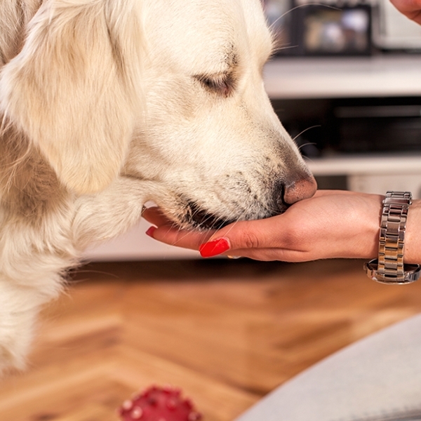 Dogs can smell fear in people