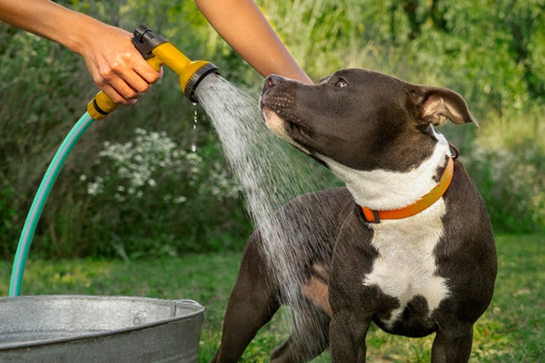 Five tips for caring for your pet on hot days